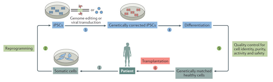 Schematic overview of iPSC derivation from a patient or healthy subject.
