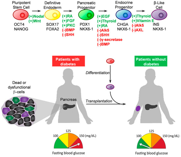 Generation and applications of iPSCs.