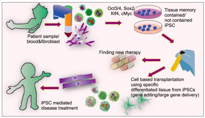 Specific iPSC disease modeling and cell based transplantation therapy.