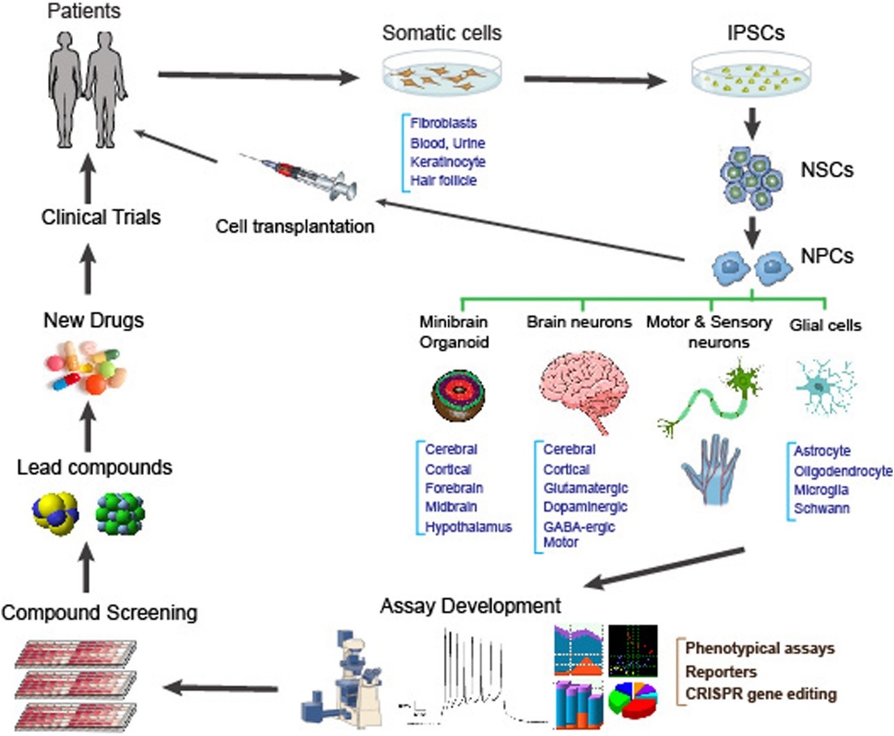 Applications of iPSCs in drug discovery and development.