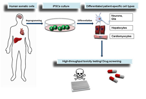 iPSCs and their potential for toxicity testing and drug screening.