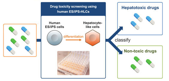 Prediction of the intrinsic drug-induced liver using human ES/iPS-HLCs.