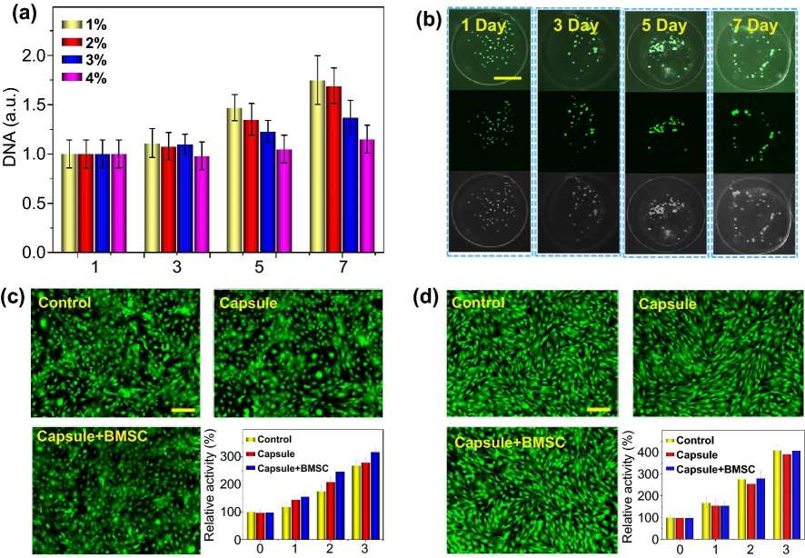 Cell proliferation and biocompatibility test in vitro. (Yang, Lei, et al., 2022)