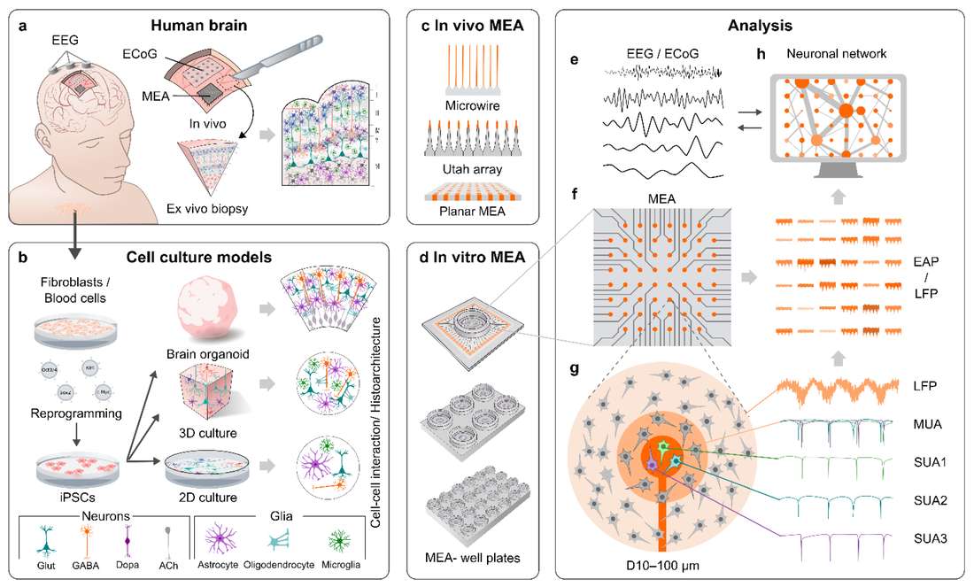 Functional characterization of hPSC-derived models with MEA. (OA Literature)