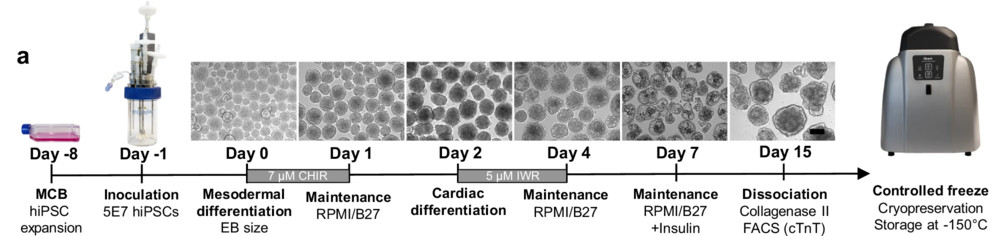 Schematic of the optimized bioreactor cardiac differentiation protocol. (OA Literature)