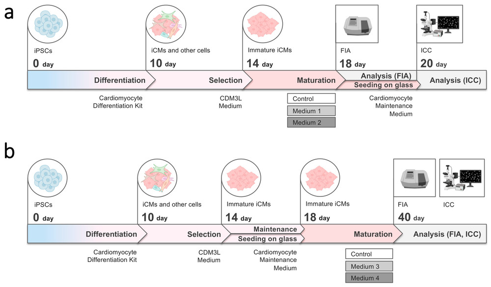 Maturation and comparative analysis of iCMs maturity. (OA Literature)