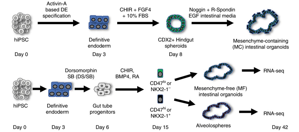 Schematic of comparison between mesenchyme-containing (MC) HIO vs mesenchyme-free (MF) directed differentiation protocols. (OA Literature)