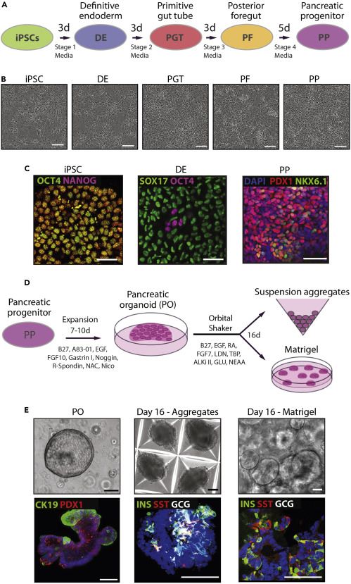 Schematic diagram of hiPSCs differentiated toward definitive endoderm (DE). (OA Literature)