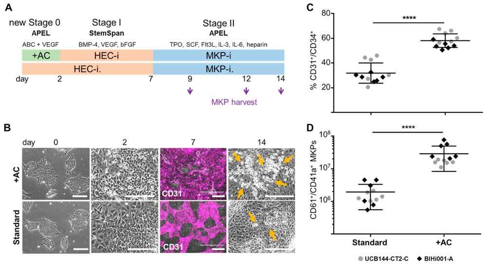 Improving HEC differentiation and MK progenitor (MKP) production from hiPSCs. (OA Literature)