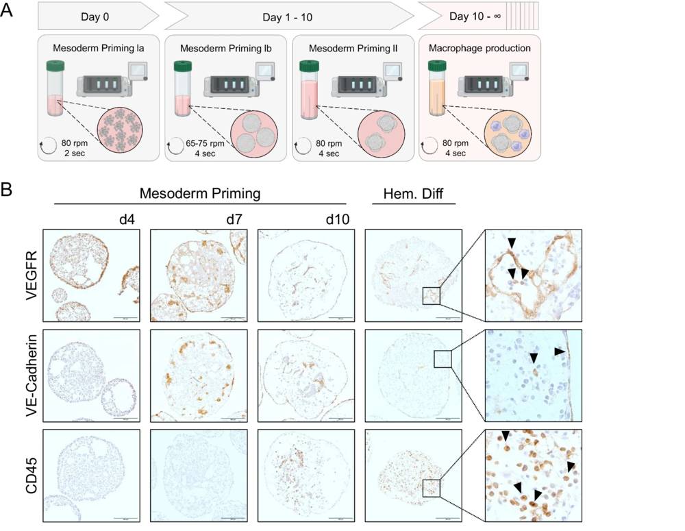 Organoid-based production of iPSC-Mac in intermediate scale bioreactors recapitulates embryonic hematopoietic development. (OA Literature)