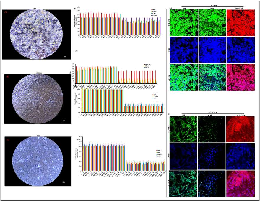 Characterization of Hepatocyte-like cell differentiation. (OA Literature)