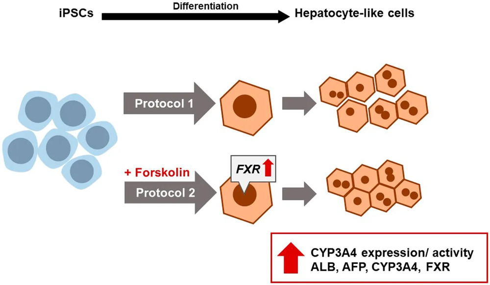 Enhance maturation of iPSC-derived hepatocyte-like cells. (OA Literature)