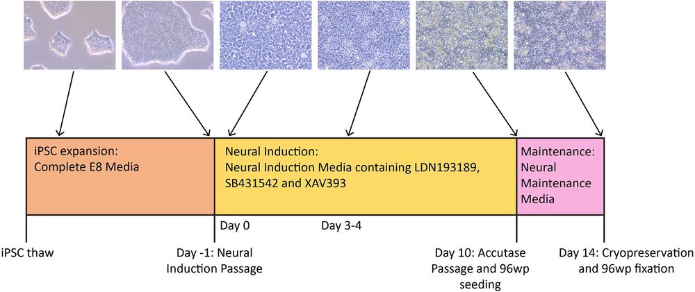Methods for differentiating iPSC lines into NSCs. (OA Literature)