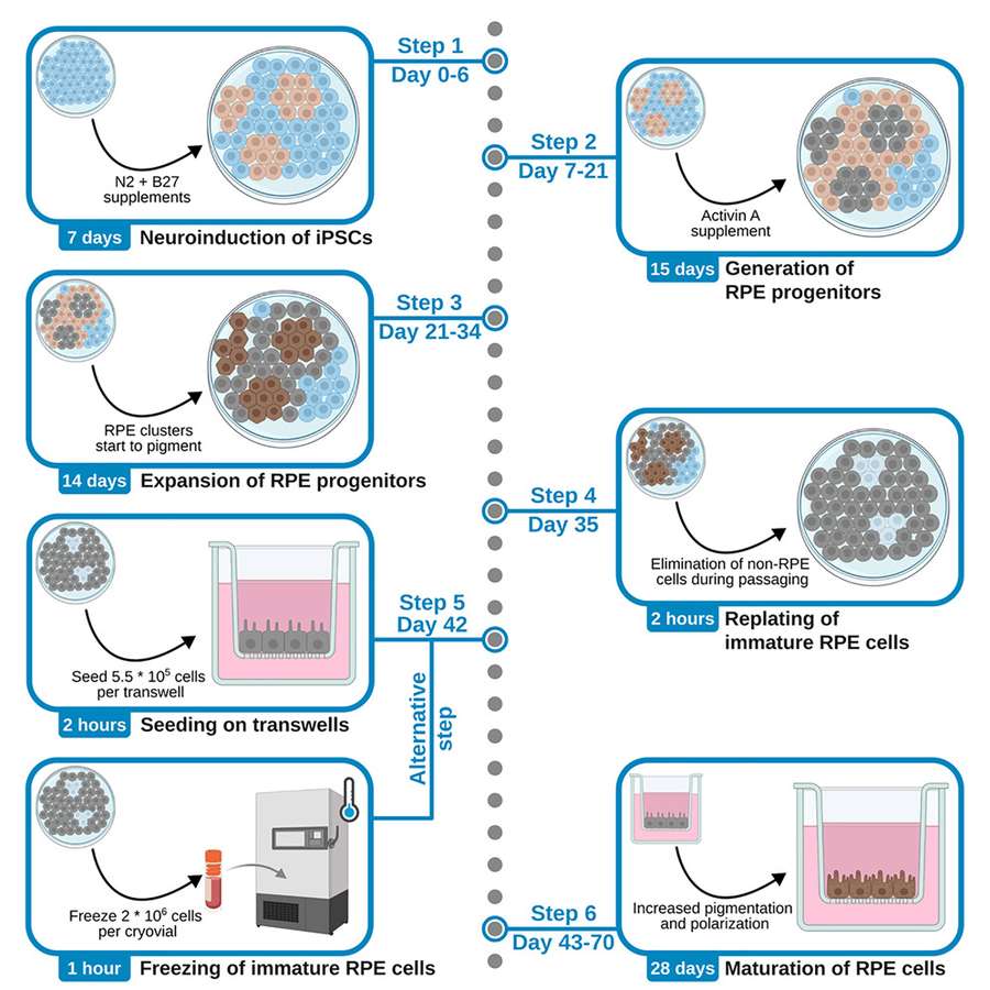 Protocol for the differentiation of iPSCs into retinal pigment epithelial cells. (OA Literature)
