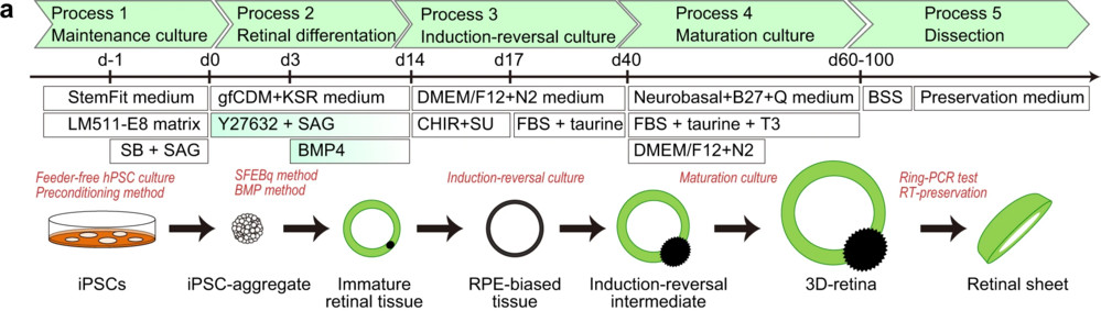 Self-organizing culture of human iPSCs for 3D-retina and dissected retinal sheet generation. (OA Literature)