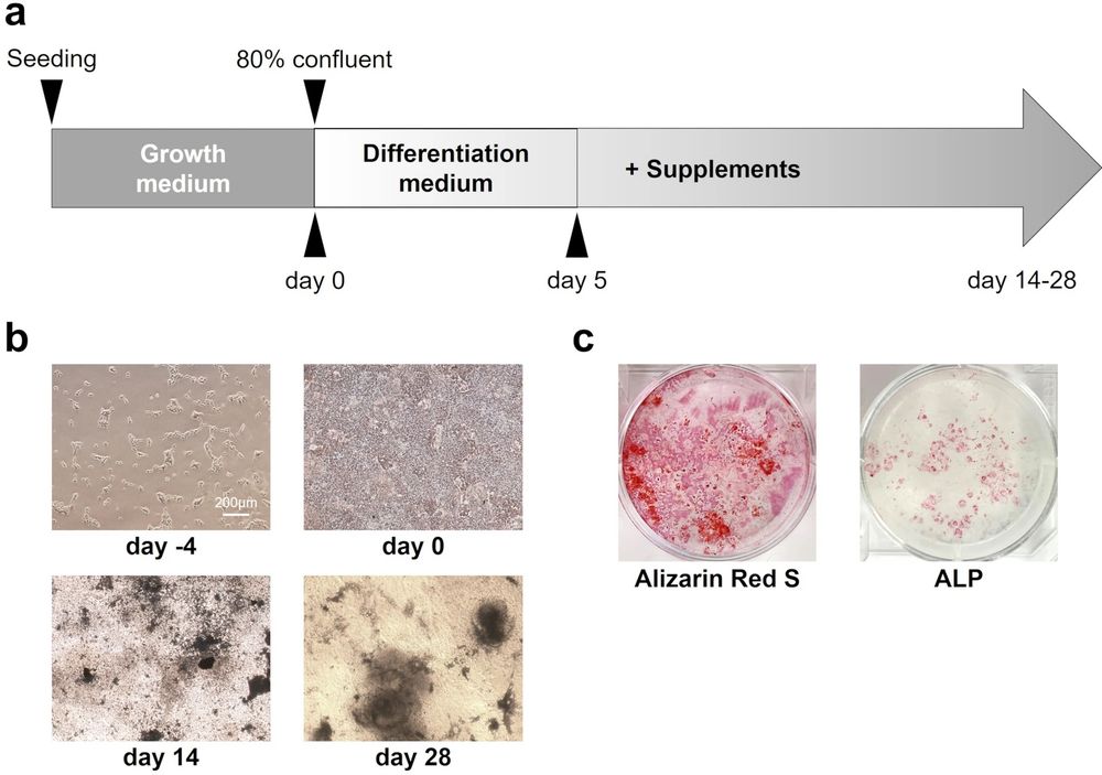 Continuous induction of osteogenic differentiation. (OA Literature)