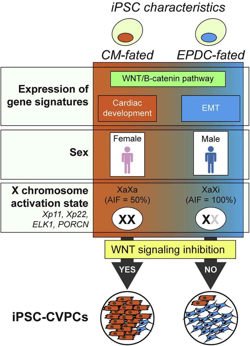 iPSC donor sex plays a role in cardiac lineage fate. (OA Literature)