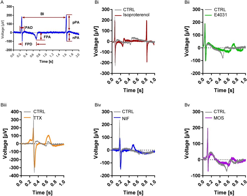 The electrophysiological properties of differentiated cardiomyocytes. (OA Literature)