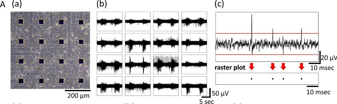 Neurons measurements with a planar MEA. (OA Literature)