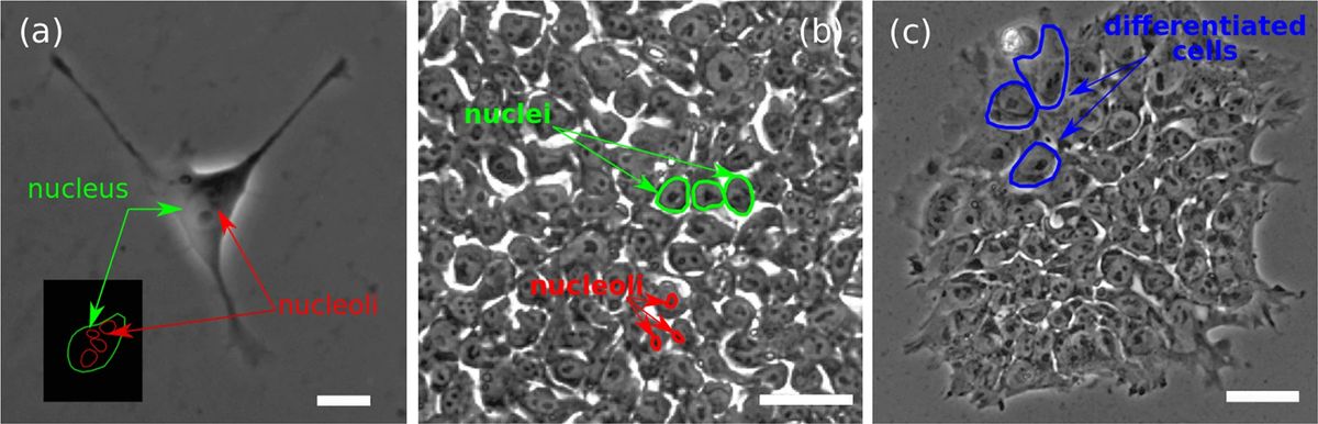 hESCs cells to form colonies. (OA Literature)