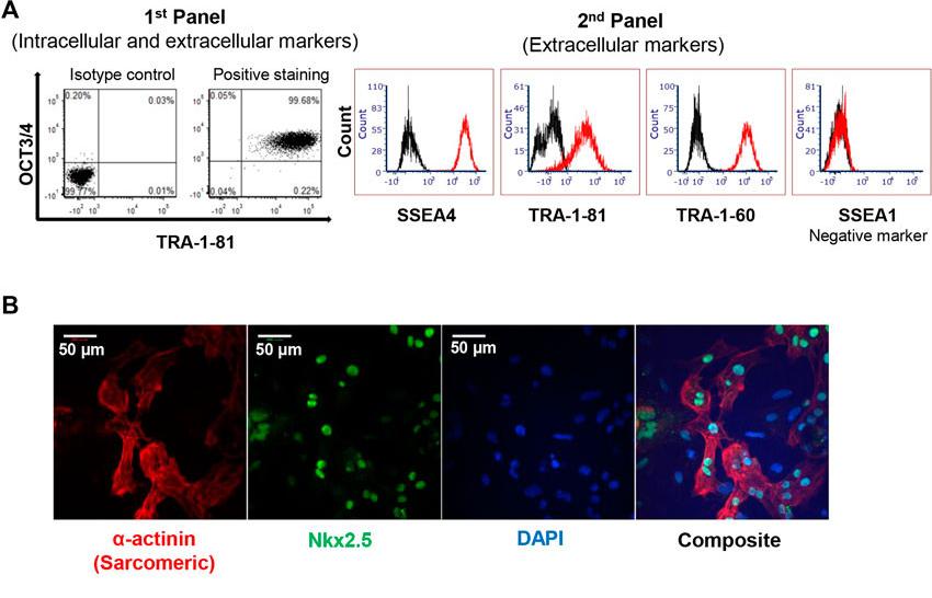 The pluripotency of iPSC was assessed by the markers TRA-1-81, TRA-1-60, OCT3/4, SSEA-4, along with the human stemness negative marker SSEA-1. (OA Literature)