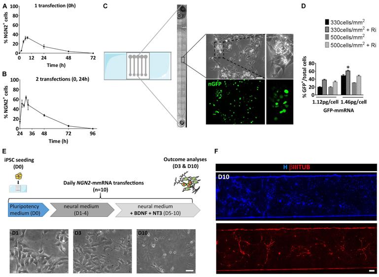 Setting of the experimental conditions for NGN2 mRNA based transcriptional programming of hiPSCs. (Tolomeo, Anna Maria, et al., 2021)