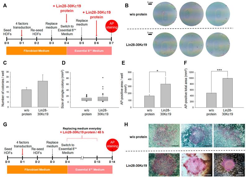 Characterization of hiPSCs generated by the addition of the Lin28-30Kc19 protein. (Son, Boram, et al., 2022)