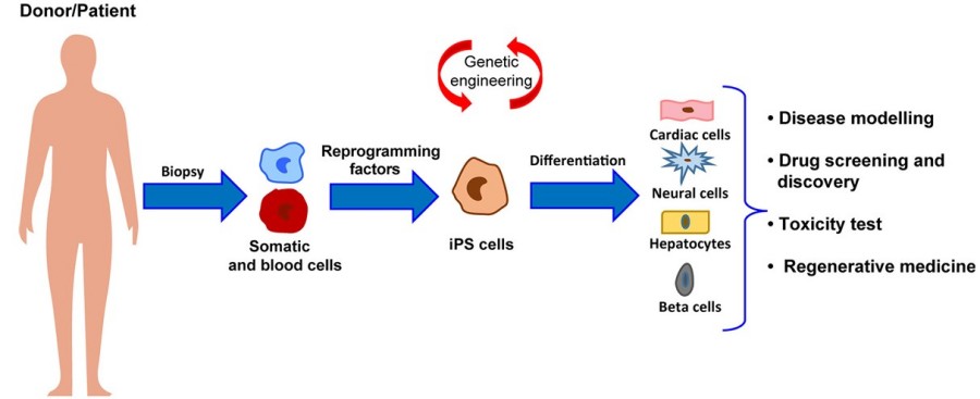 iPSC reprogramming and differentiation. (OA Literature)