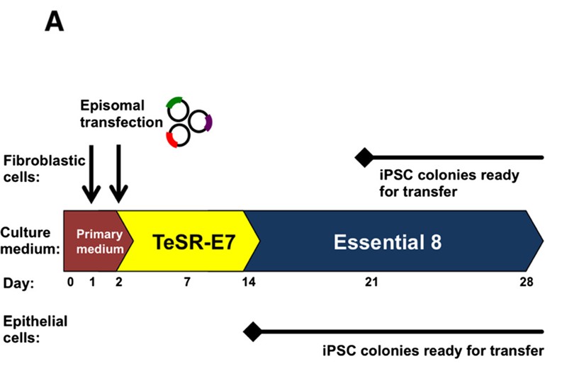 Fibroblasts and epithelial cells transiently transfected with episomal plasmids.(OA Literature)