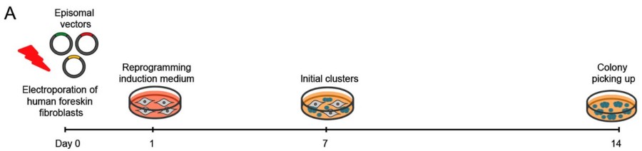 iPSCs from human fibroblasts through episomal vectors.(OA Literature)