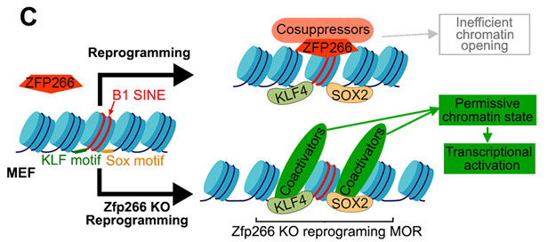 The protein-coding genes involved in iPSC reprogramming. (OA Literature)