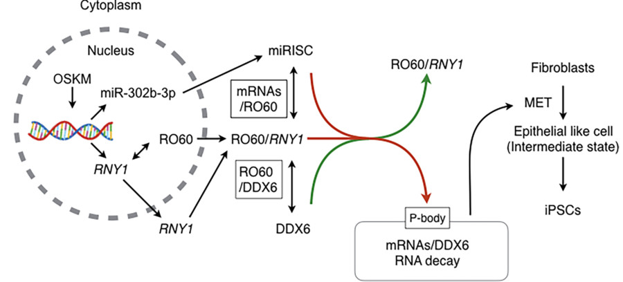 The molecular mechanism for RNA decay at the early reprogramming stage. (OA Literature)