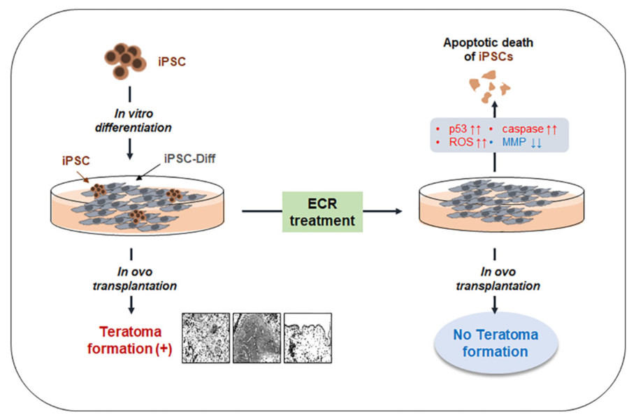 iPSCs undergo apoptotic cell death and inhibit the formation of teratomas. (OA Literature)