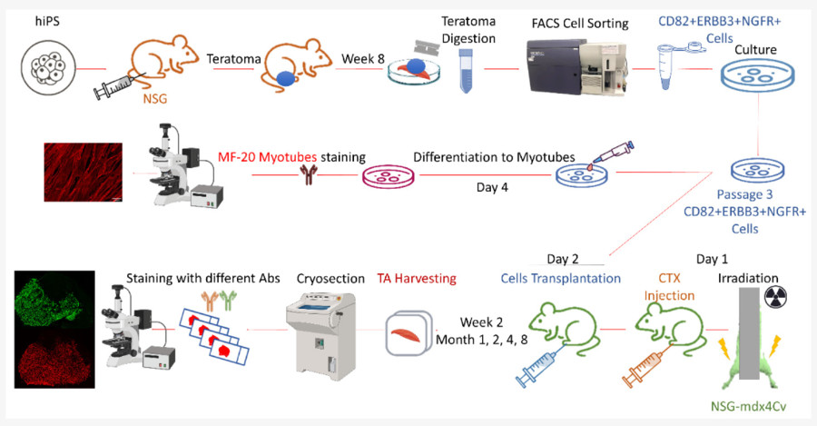 Injecting hiPSCs into NSG mice and removing teratomas. (OA Literature)