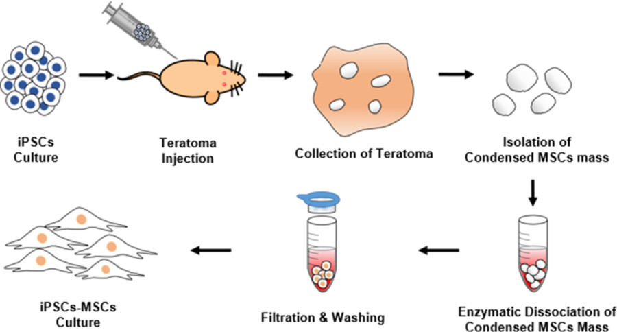 The entire isolation process of iPSCs-derived MSCs from teratomas. (OA Literature)