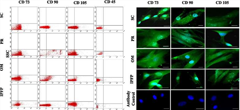 Fig. 3 Flow cytometry and immunofluorescence of MSCs. (Rashid, Usman, et al., 2021)