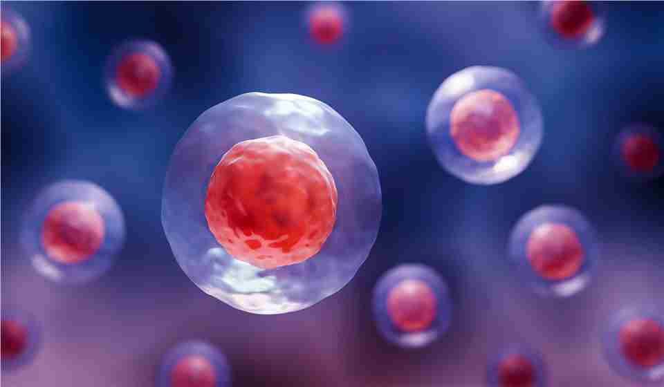 MSC Overview (Creative Biolabs Authorized)