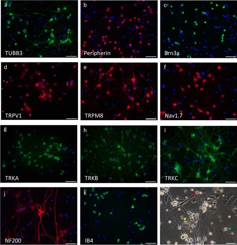Expression and morphology of sensory neuron-associated proteins in hiPSC-derived sensory neurons. (Hiranuma, Minami, et al., 2024)