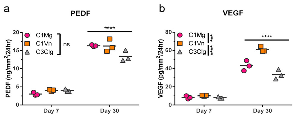 Figure showing PEDF and VEGF secretion from microcarrier-cultured hPSC-derived RPE between days 7 and 30