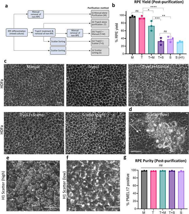 Figure comparing RPE purification strategies, yield, morphology, and PMEL17-positive purity
