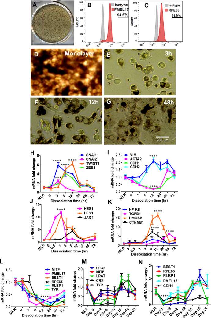 Figure showing hRPE differentiation, PMEL17 and RPE65 flow cytometry, and EMT-associated phenotype changes