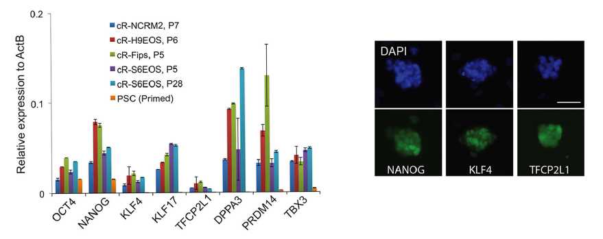 RT-qPCR analysis of general and naïve pluripotency markers in various reset cell cultures.