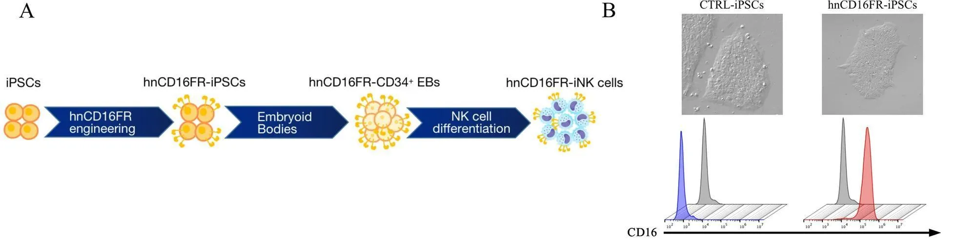 iPSC derived NK cell engineering and differentiation data (OA Literature)