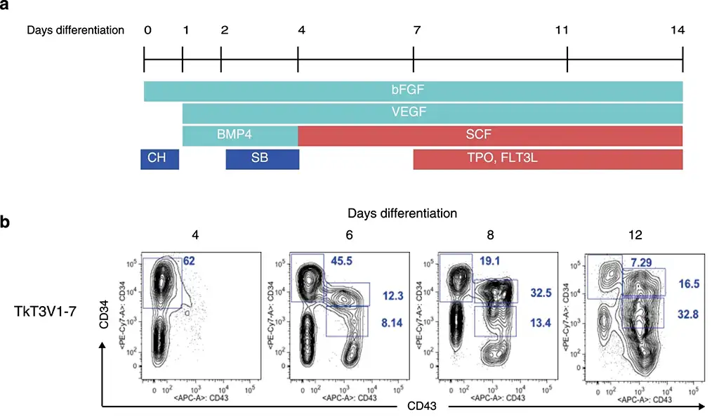 Workflow and differentiation data for iPSC derived T cells (OA Literature)