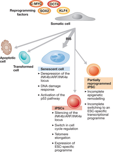 iPSC-derived cell therapy development