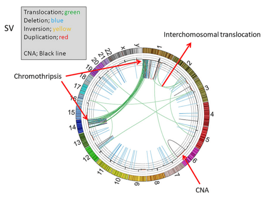 A representative Circos plot of cancer genome structure from WGS analysis, which indicates structural variants and copy number alterations in all human chromosomes (Nakagawa & Fujita 2018)