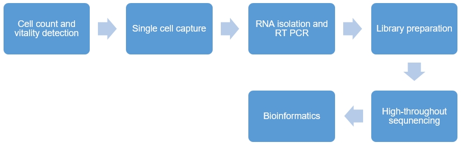 Fig.2 single-cell RNA seq workflow. (Creative Biolabs Original)