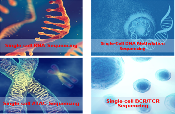 Single Cell Sequencing Service for Cancer
