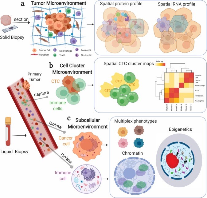 Multiplex bioimaging of hierarchical spatial microenvironments in tumors.