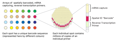 Spatial Transcriptome Sequencing for Cancer